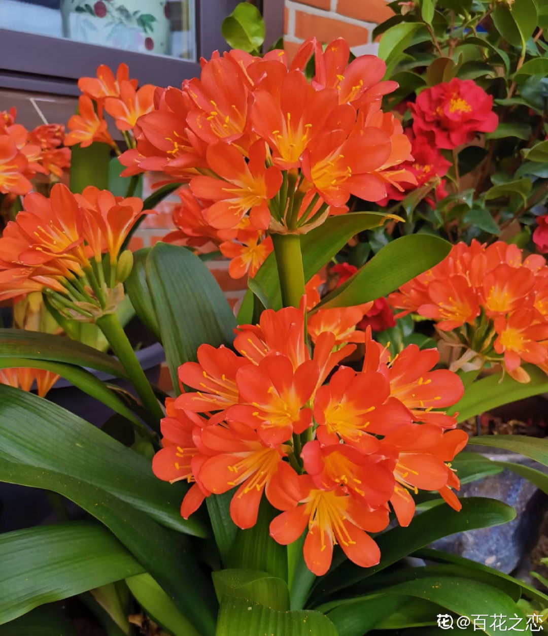 君子蘭花圖片,君子蘭花圖片大全大圖