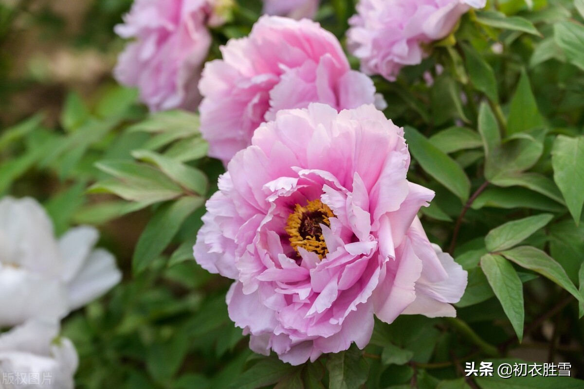 晚春牡丹花美诗9首：万户千车看牡丹，花开时节动京城