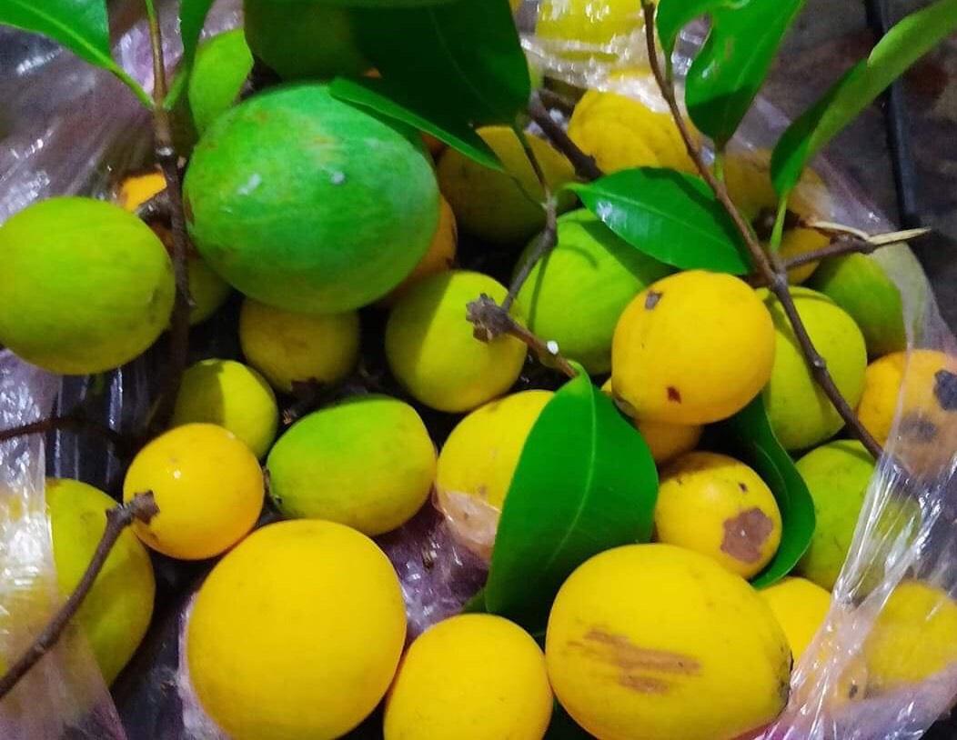 农村山上采摘野水果,看着就想回到童年,你的童年是啥样的呢