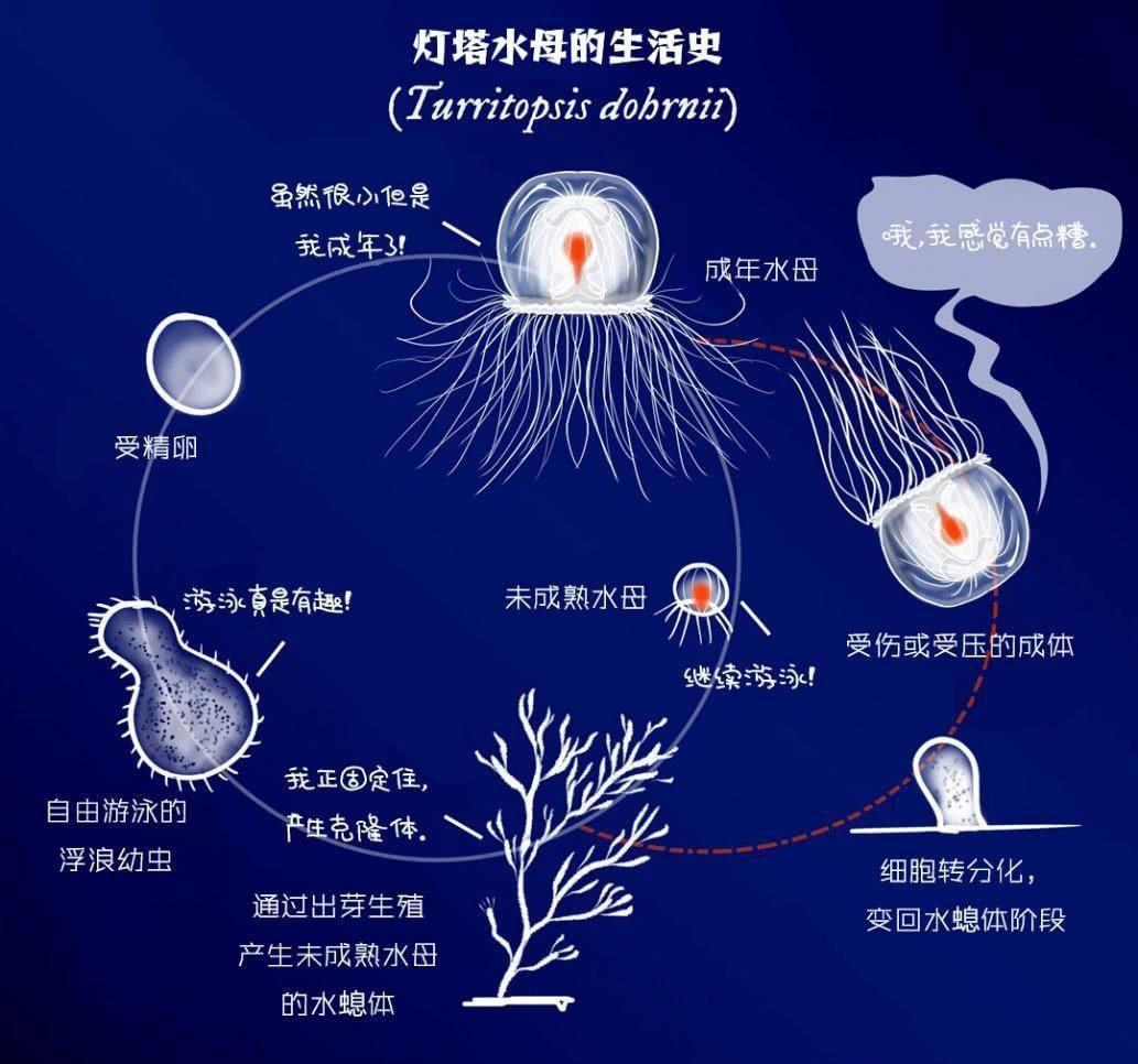 科学家找到突破寿命上限的办法！理论上能实现永生，现实却很难？