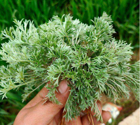 茵陈和艾草的区别("正月茵陈二月蒿,三月里当柴烧"