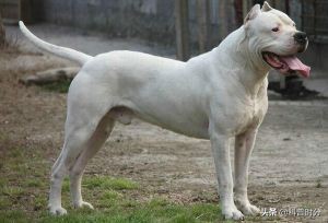 世界上兇猛的十種狗，日本土佐犬上榜，藏獒排名第二