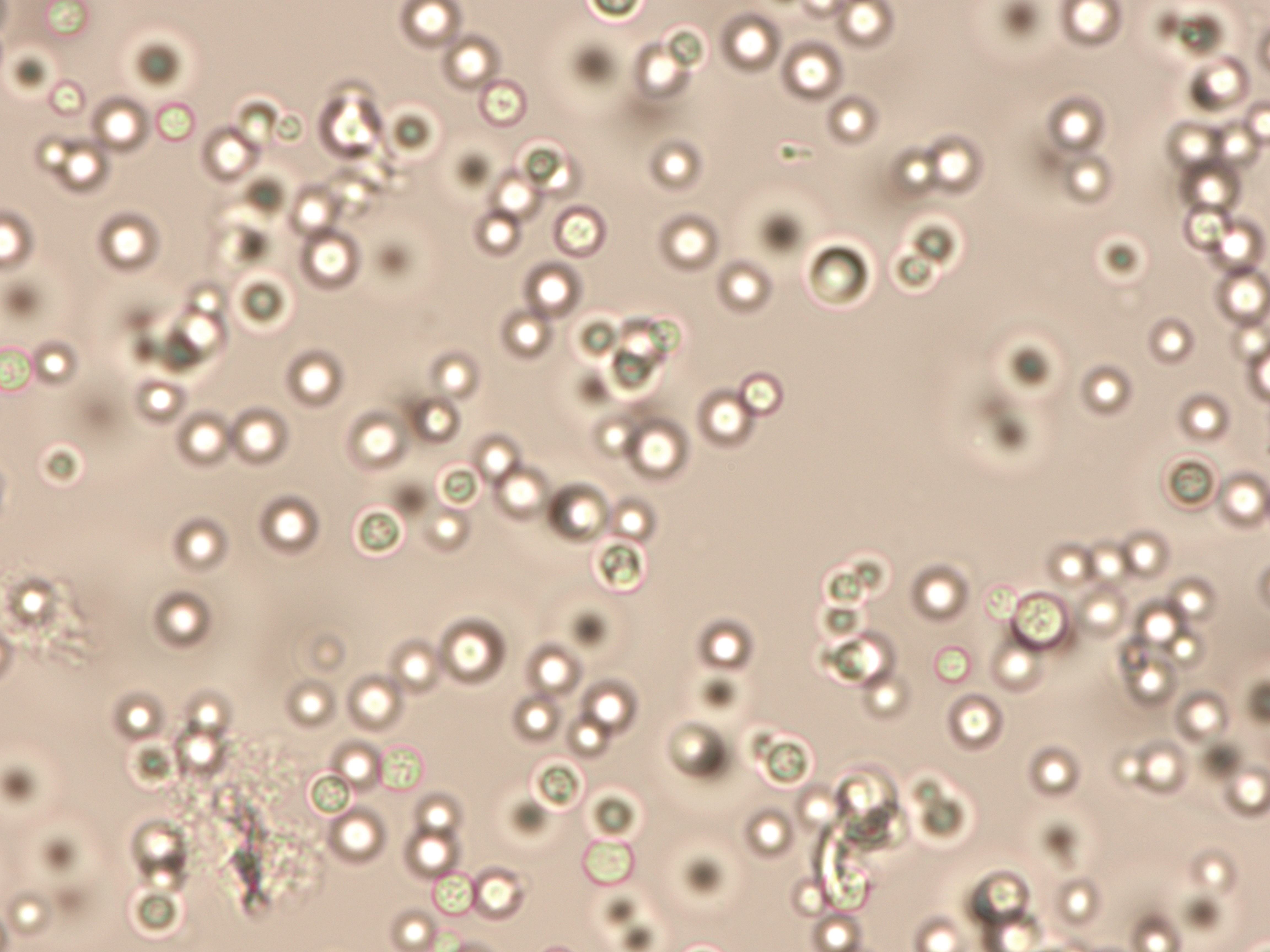 �ж�ŵ��������һ������������̷��䡱��ֳ������Ϊ����ڿƼ�