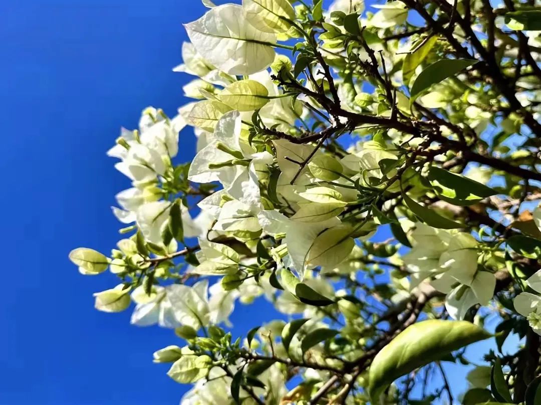 徐霞客在此住了54天，这里是四季花期永不过时的南宁“后花园”……