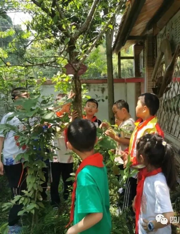 致敬最可爱的人——四川天府新区三星小学开展劳动实践周系列活动