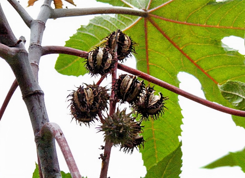 农村8种常见的有毒植物，不能随意采摘来吃，收藏起来并告诉家人