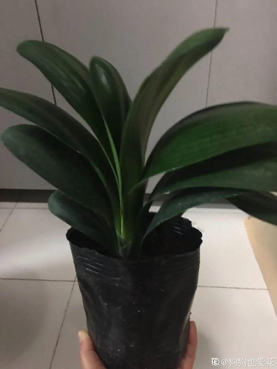 君子蘭花圖片,君子蘭花圖片大全大圖