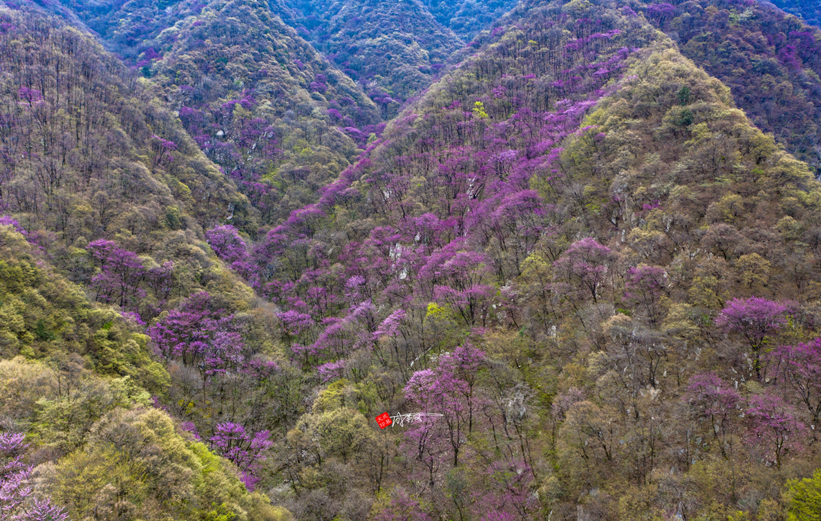 太平国家森林公园（推荐旅游景点人间最美四月天）