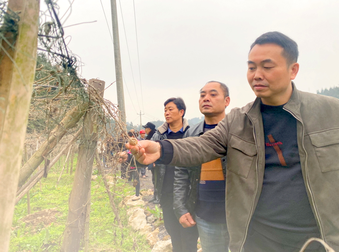 【县级人大】​辰溪人大：小龙门乡人大助力产业发展 罗汉果变致富果