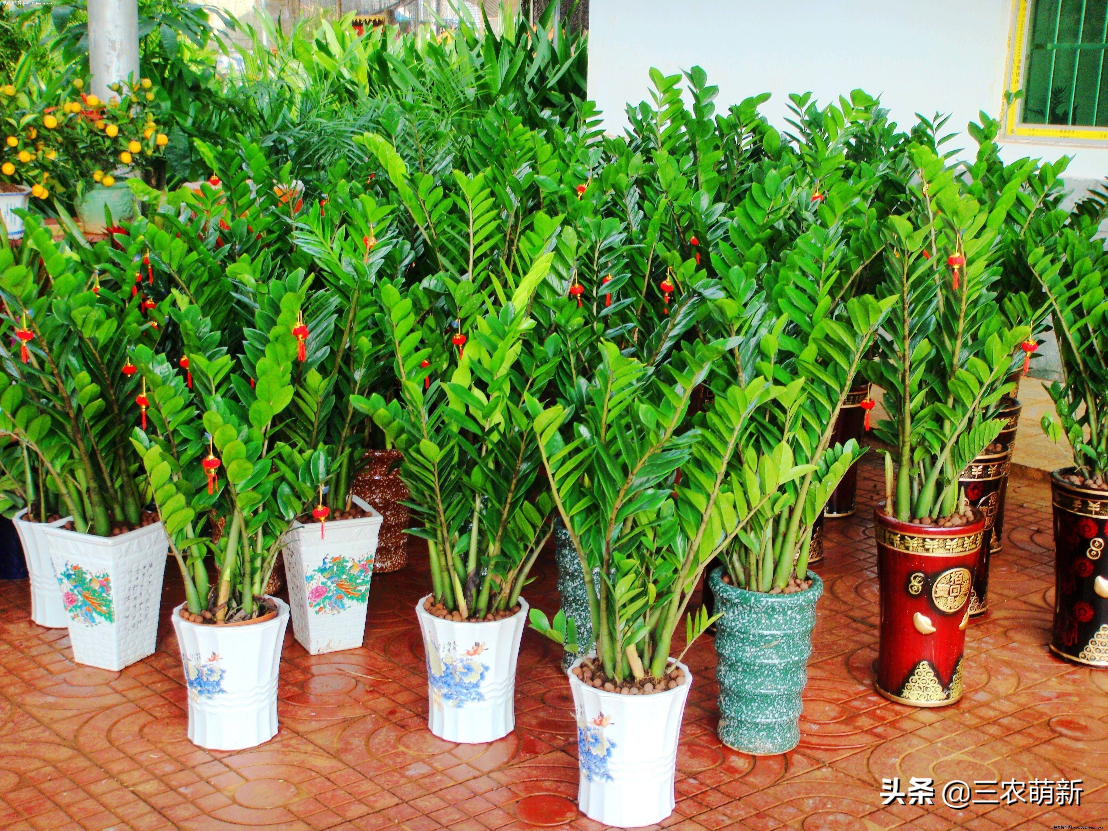 “家中有树，家家都富”，这10种植物寓意吉利，镇宅又旺家