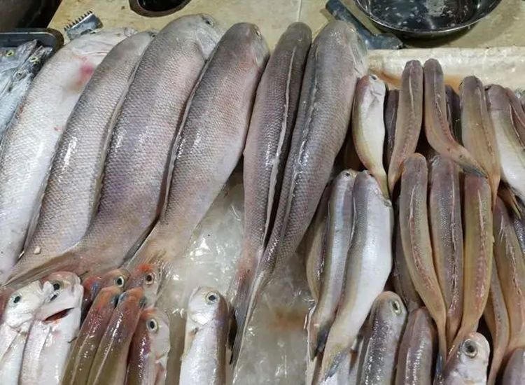 食品烘干机应用之海鱼烘干