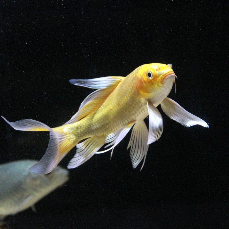 锦鲤鱼价格表浙江男子市场买鱼