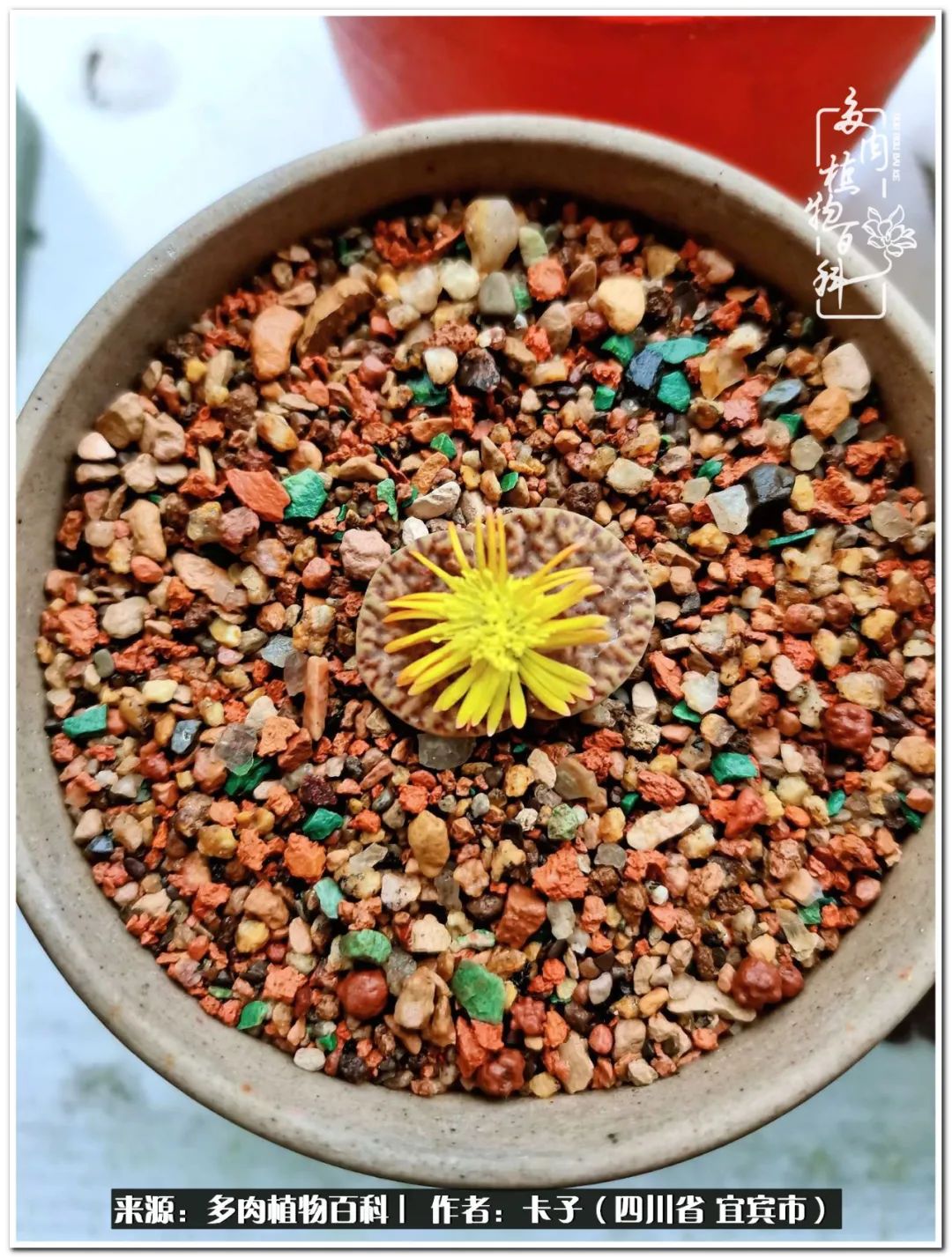 大地宝石 开花的石头 天天看点