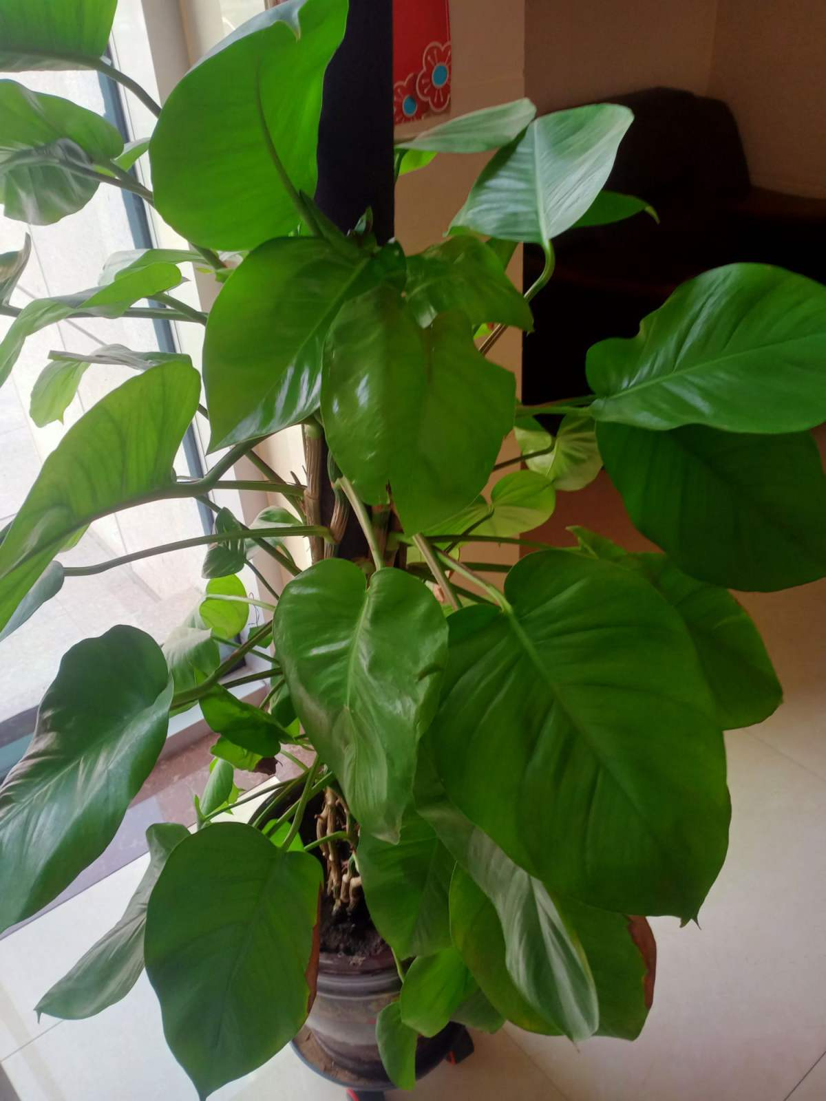 净化空气的室内盆栽植物有哪些（有效净化空气的4种植物）
