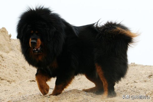世界上兇猛的十種狗，日本土佐犬上榜，藏獒排名第二