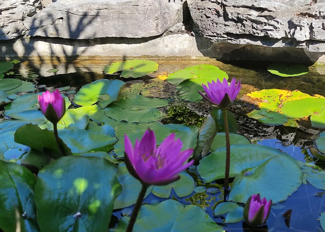 广州华立学院2022年普通专升本招生专业公布