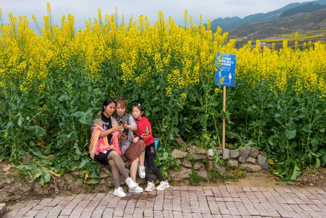 小众赏花秘境，别有风韵的醉美油菜花，藏在重庆贵州间的世外桃源