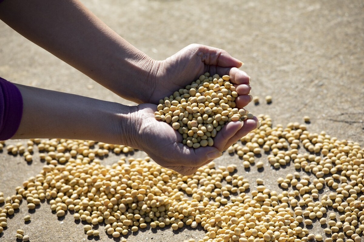 销售豆粕，大厂出品，可批发可零售 蛋白高 量大优惠-阿里巴巴