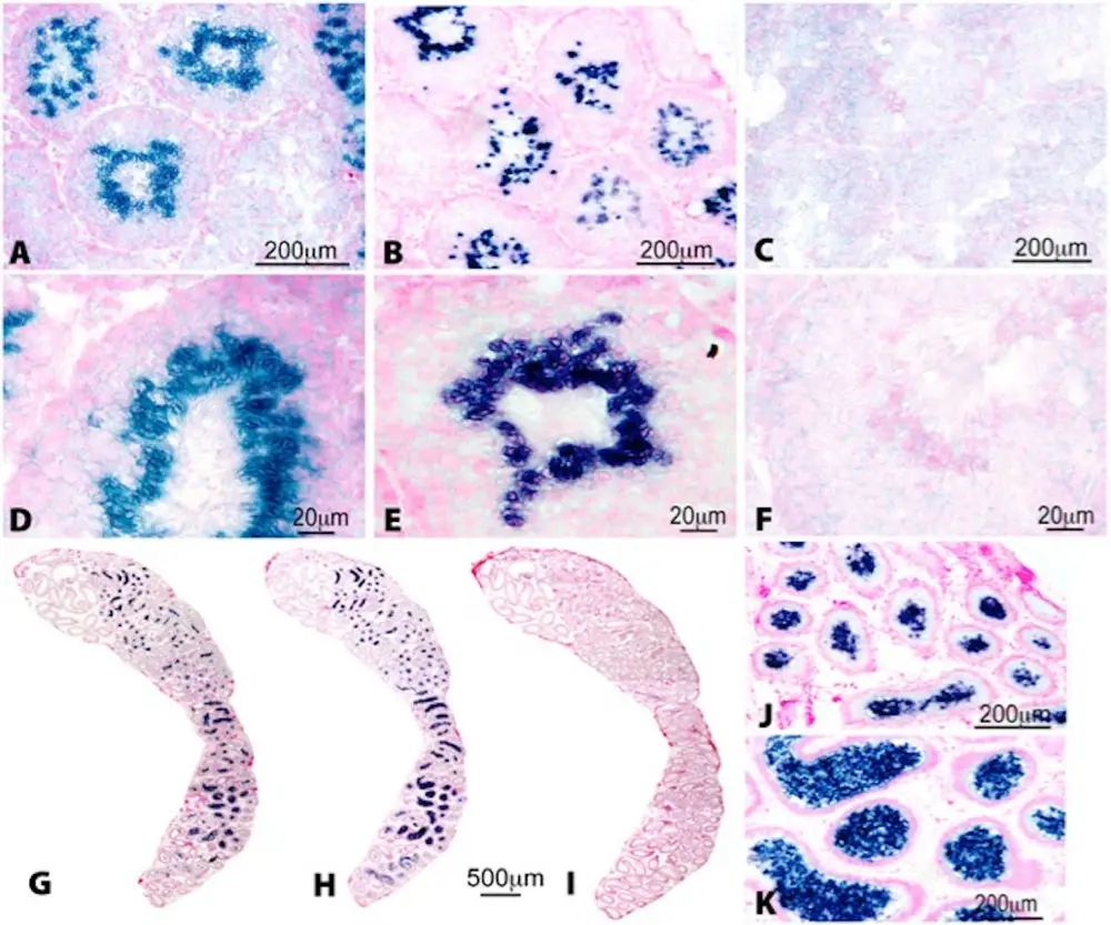 美国科学院公布睾丸上有味蕾？国外网友争相实验，用酱油泡“蛋”
