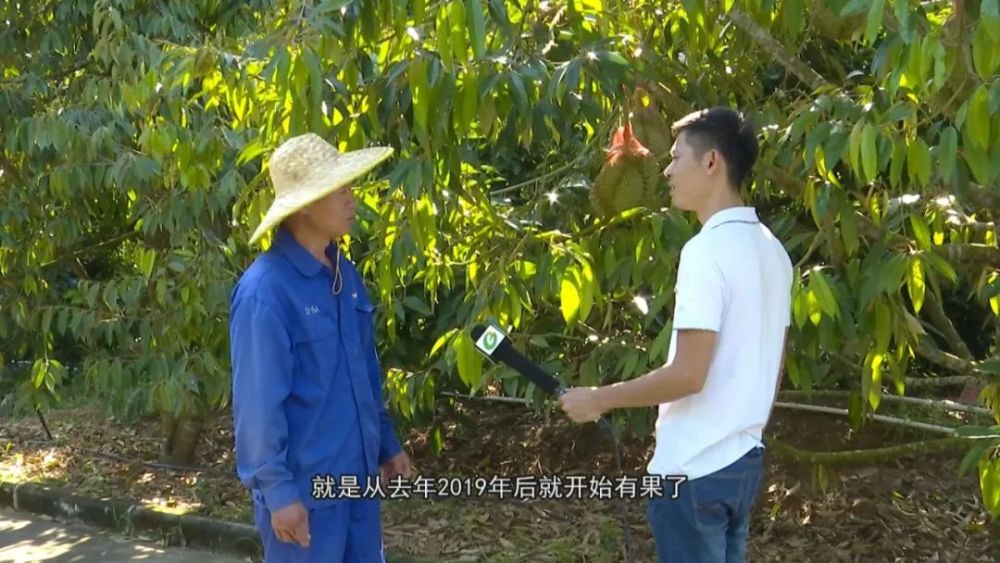 海南榴莲种植超过3万亩，赚钱机会、国产榴莲要来了？稳住别浪