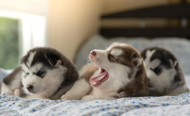 母狗叼着幼崽来找主人，是为了什么？