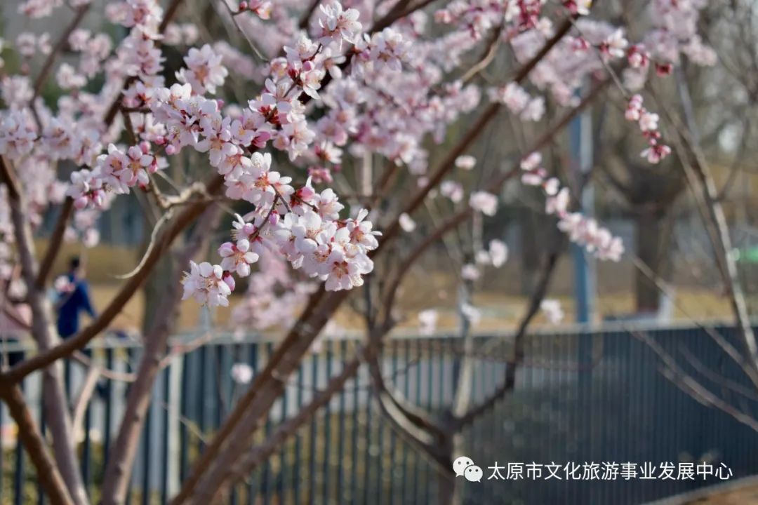 线上展览|“山河春意 锦绣太原——花的世界”主题摄影线上图片展（十二）