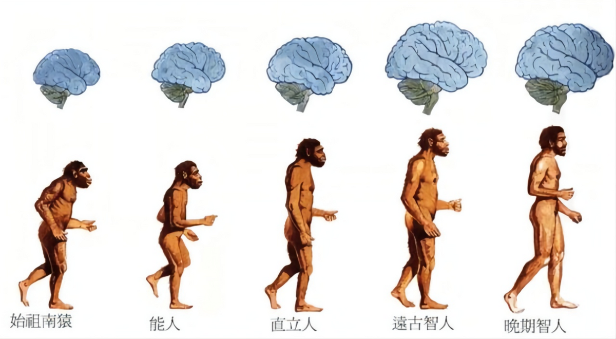 现代人类为何失去了丁丁骨？灵长类都有的骨头，消失是好是坏？