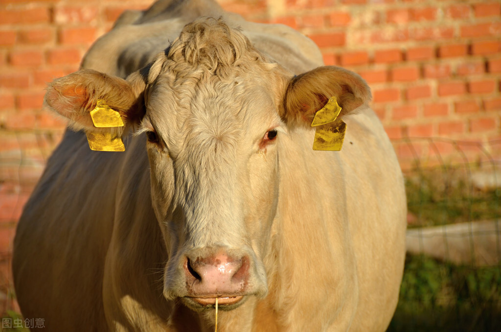 牛价丨2月最后一波！最新活牛、牛肉价格