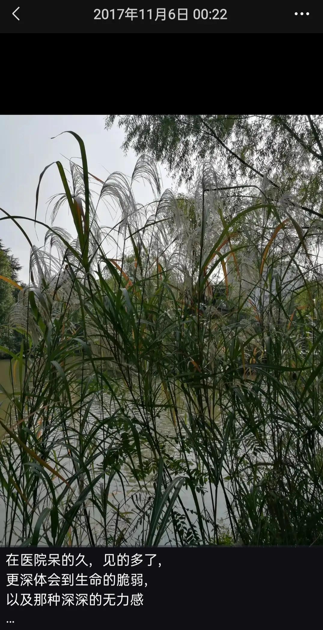 遥祭婆婆，愿在天堂一切如愿