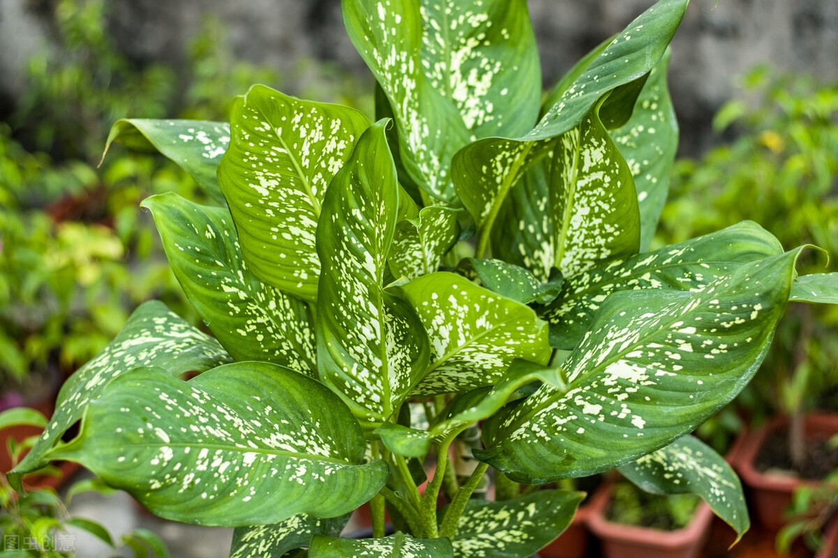 這7種綠植是“空氣凈化小能手”，很適合養在室內，美觀(guān)又增氧