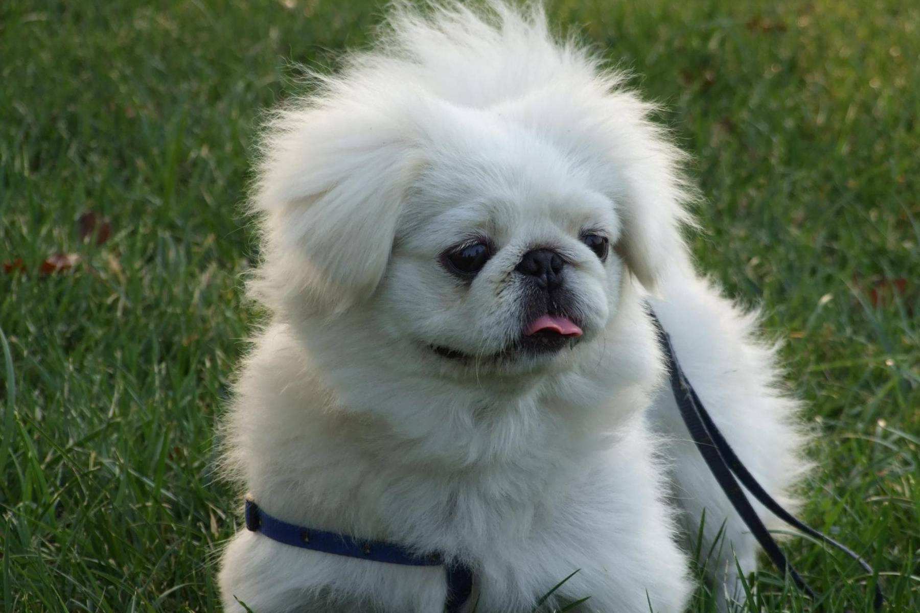 体味比较重京巴犬的体味天生就很重,不是说洗澡清洁