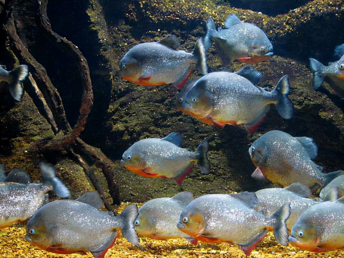 十大恐怖鱼(科普亚马逊河中的十大危险鱼类) 