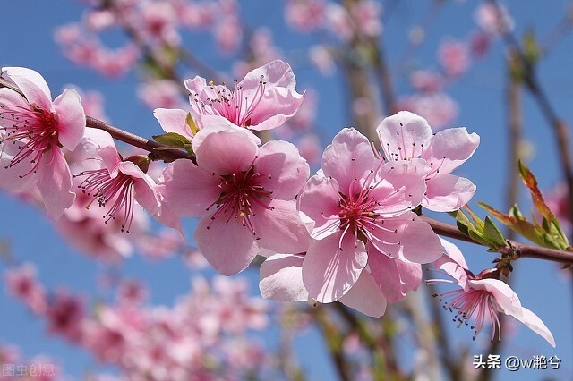 春天的颜色——红白黄紫绿