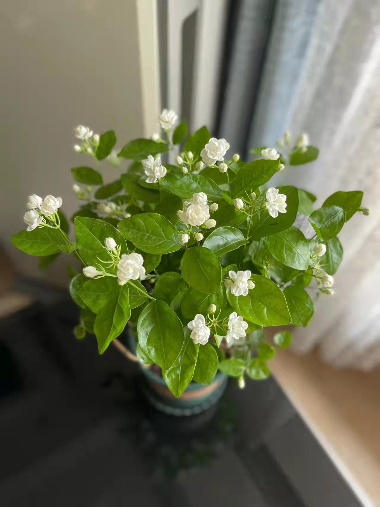原來茉莉這樣養(yǎng)，長知識了