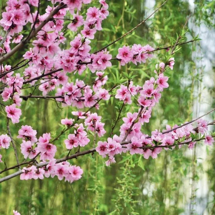 花满校园，春日也温柔