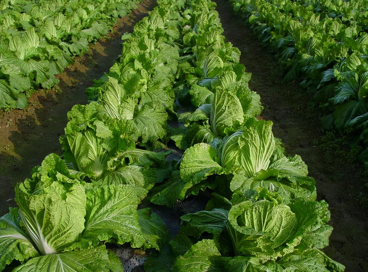 酵素农业技术：酵素菌肥在反季节叶菜类蔬菜病害防治上的应用