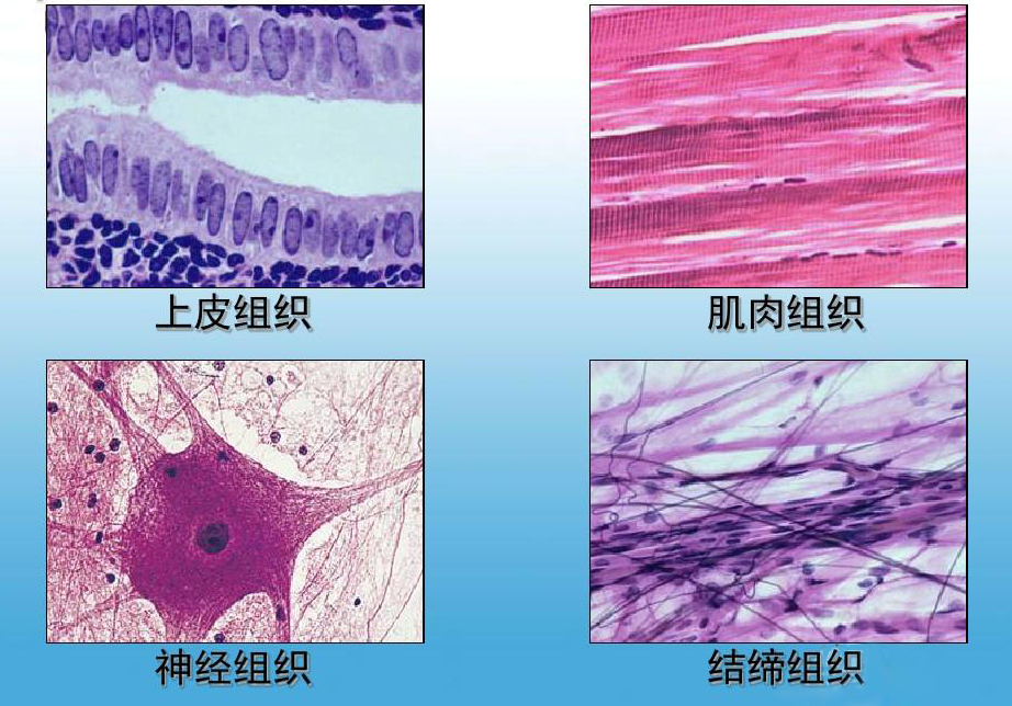 形态相似,功能相关的细胞和细胞间质共同组成组织,人体一共有四大组织