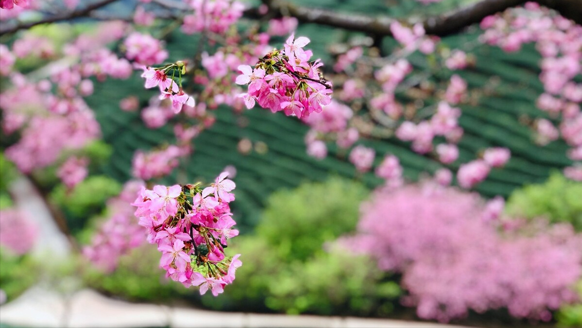 福州“云赏花”，带你打卡名胜古迹七大花，体验醉美三月的花海