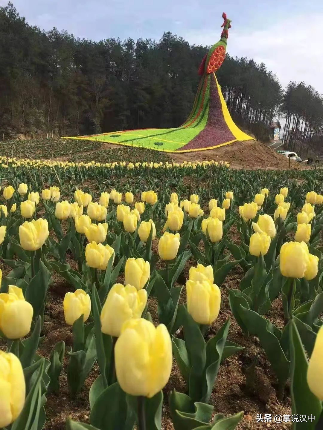 汉中南湖景区郁金香花开正艳 花海+汉服 4月2日一场视觉盛宴来袭