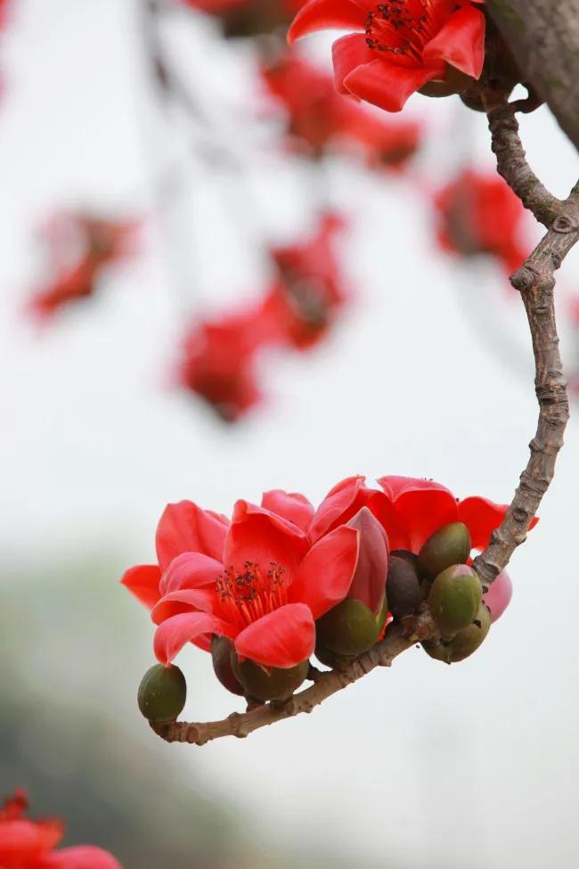 一树朱花鲜衣怒马，静待花期不负韶华