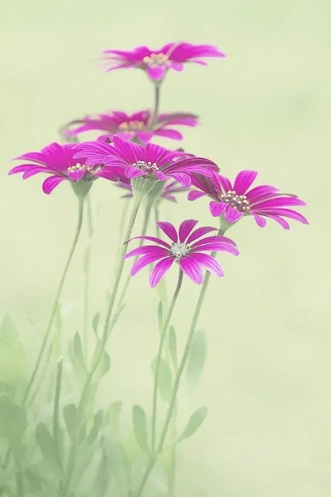 高清无水印「壁纸」唯美意境花花