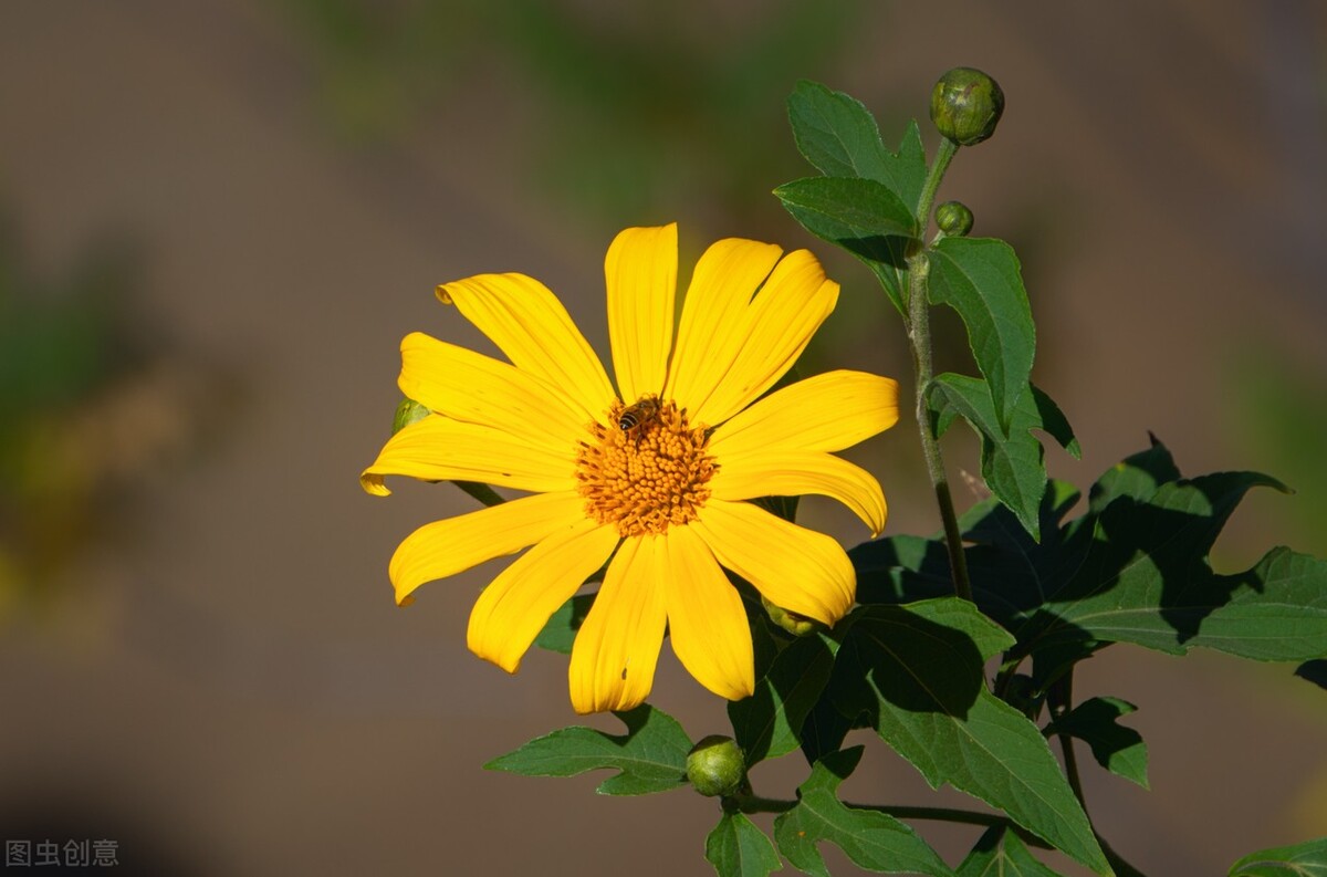 关于夏天的唯美句子，盛夏美好文案