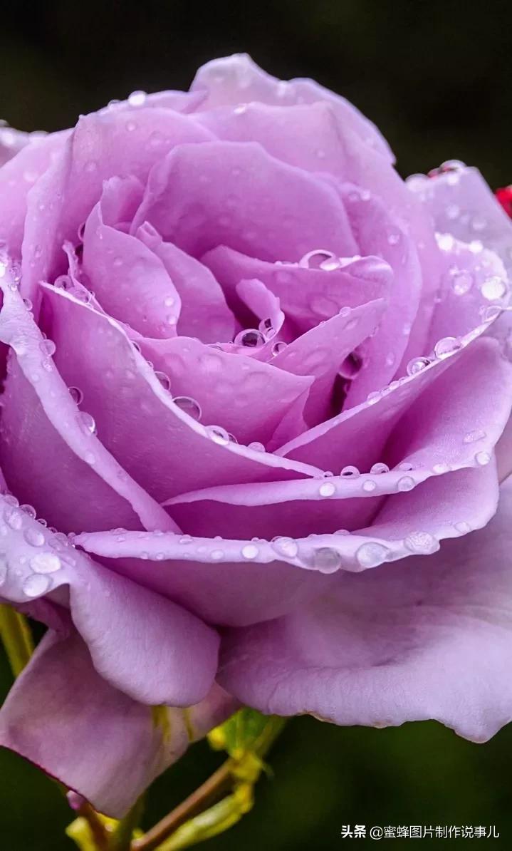 玫瑰花太漂亮了,五彩缤纷,有黄的,白的,红的,蓝的,粉的,紫的,水红色等