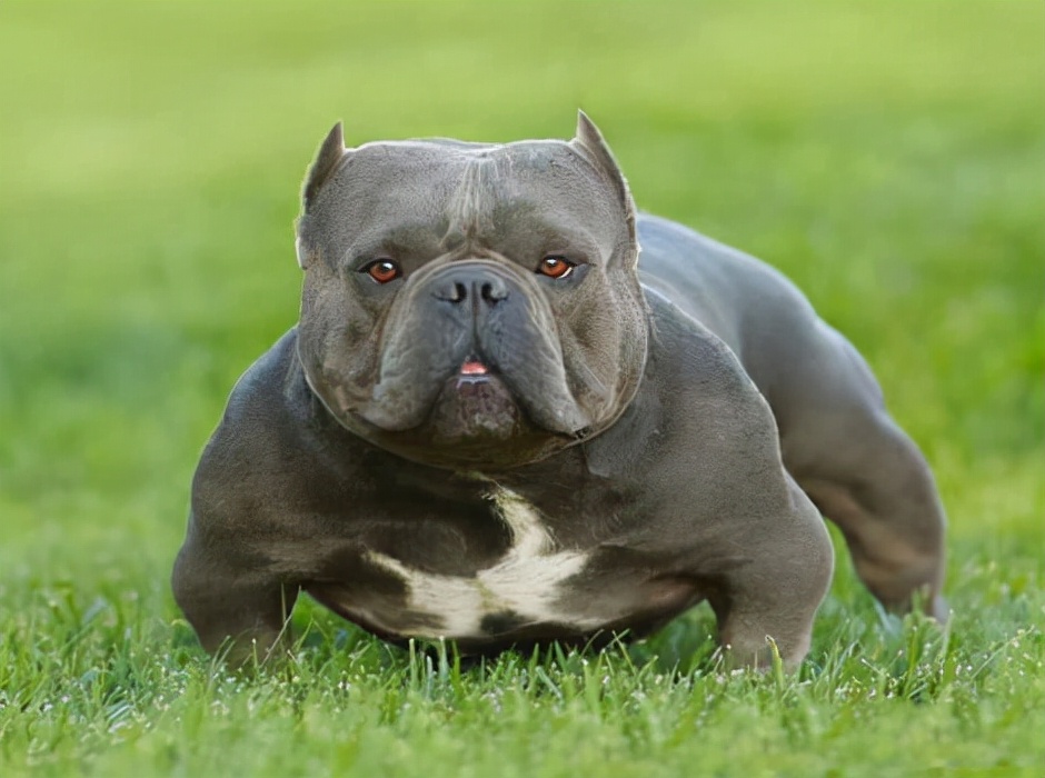 运动量和饲养空间需求大想要饲养恶霸犬前提是要有充足的时间和足够大