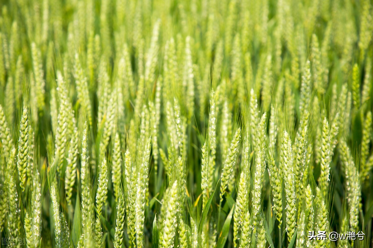 春天的颜色——红白黄紫绿