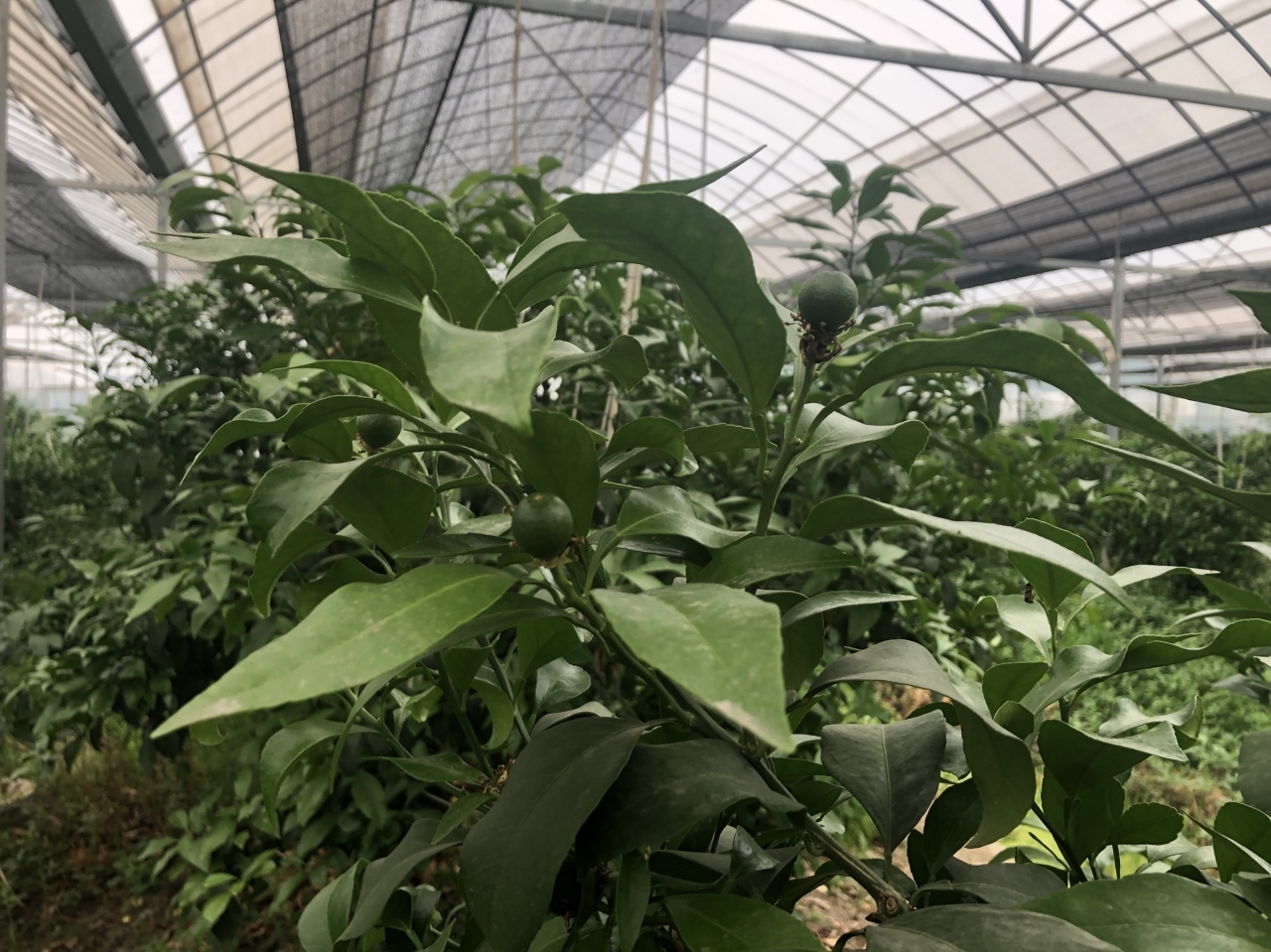 有一说一话共富①丨一亩稻虾田又有了“新玩法”