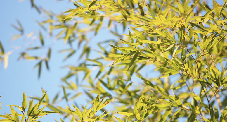 一年花信过 满院绿阴多，古诗词里的春天绿阴，这匆忙的时光啊