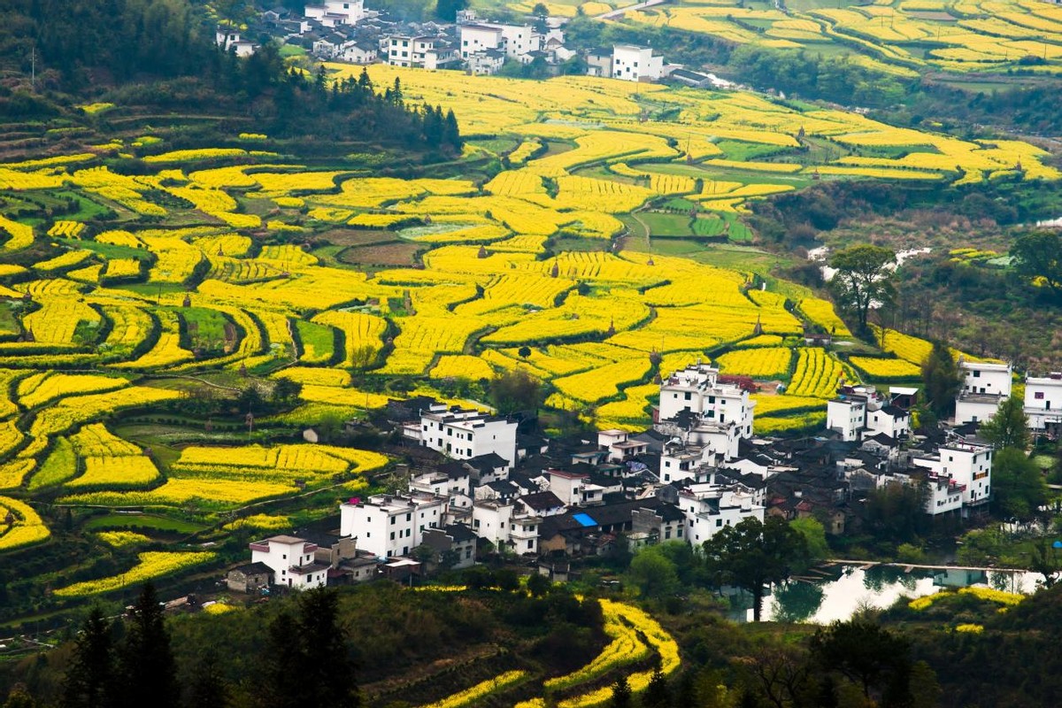 盘点全国四大最美油菜花观赏地，在金色花海中感受好春光