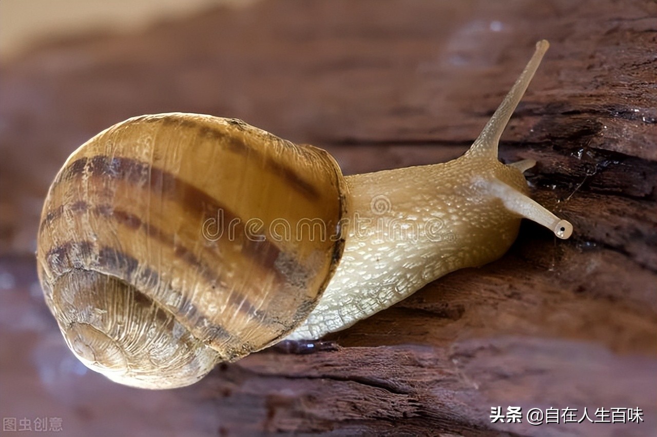 馬蠅寄生蟲噁心圖片(那些年) - 赤虎壹號