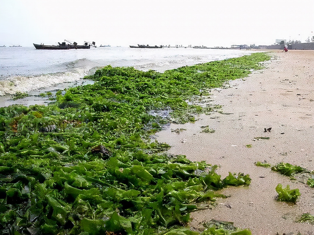 海白菜图片海洋中的海白菜主要功能介绍